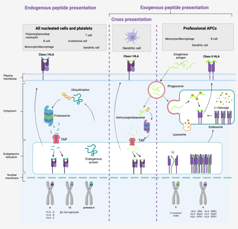 Antigen presentation